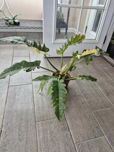 plant/Ring of Fire 🔥-1-thumbnail