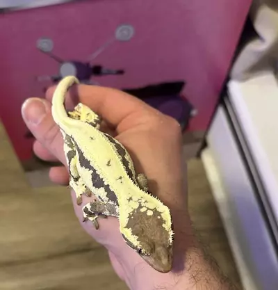 plant/Unsex Frap 5g sibling to cap posted (m x g)-3-thumbnail