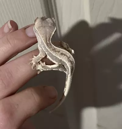 plant/Unsex Frap 5g sibling to cap posted (m x g)-0-thumbnail