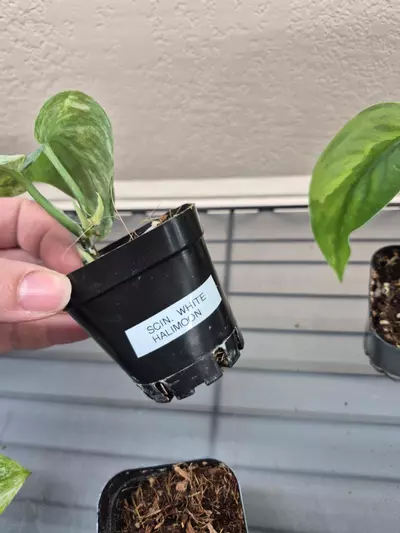 plant/Scindapsus Halimoon-1-thumbnail