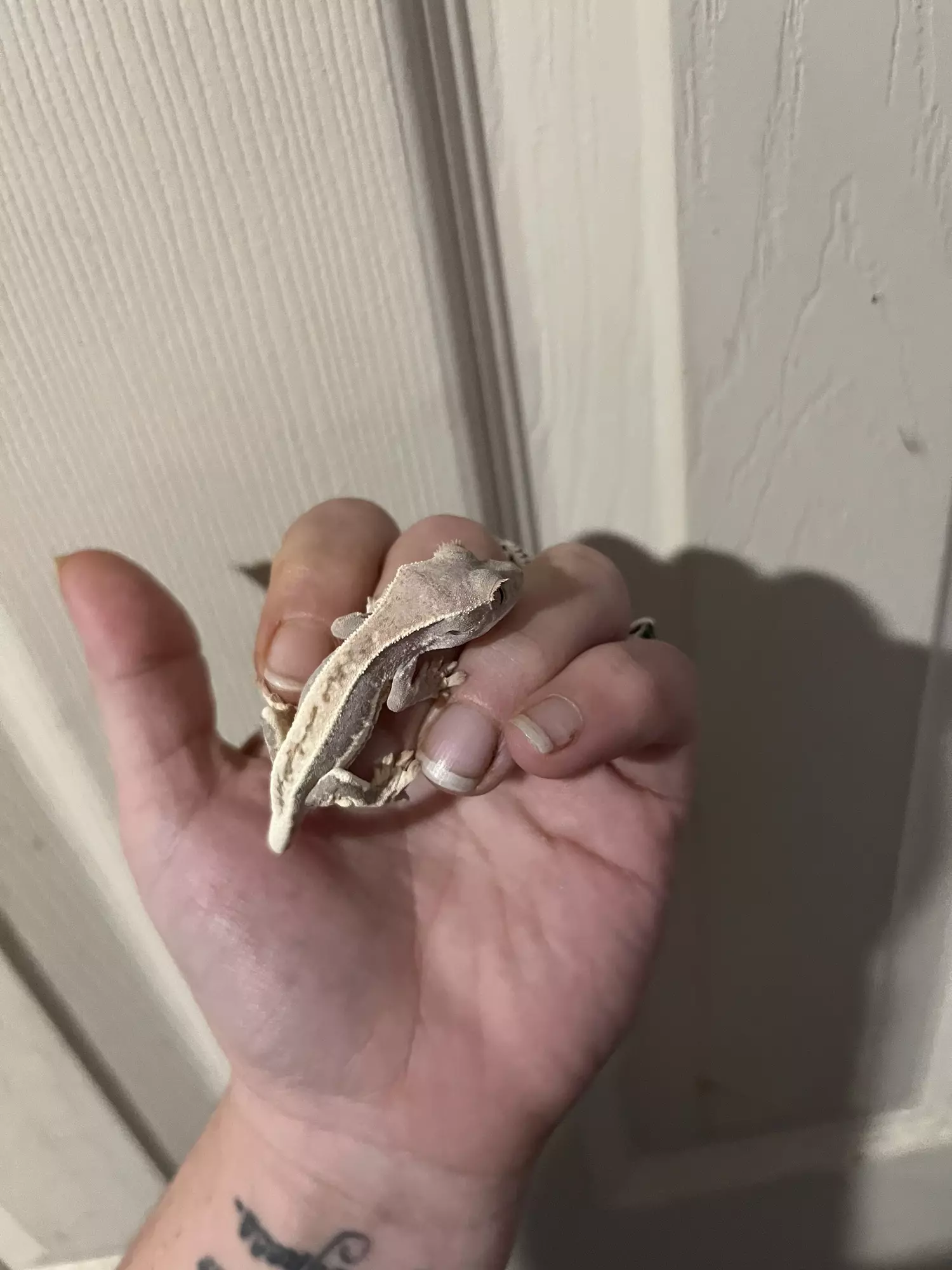 plant/Unsex Frap 5g sibling to cap posted (m x g)-1