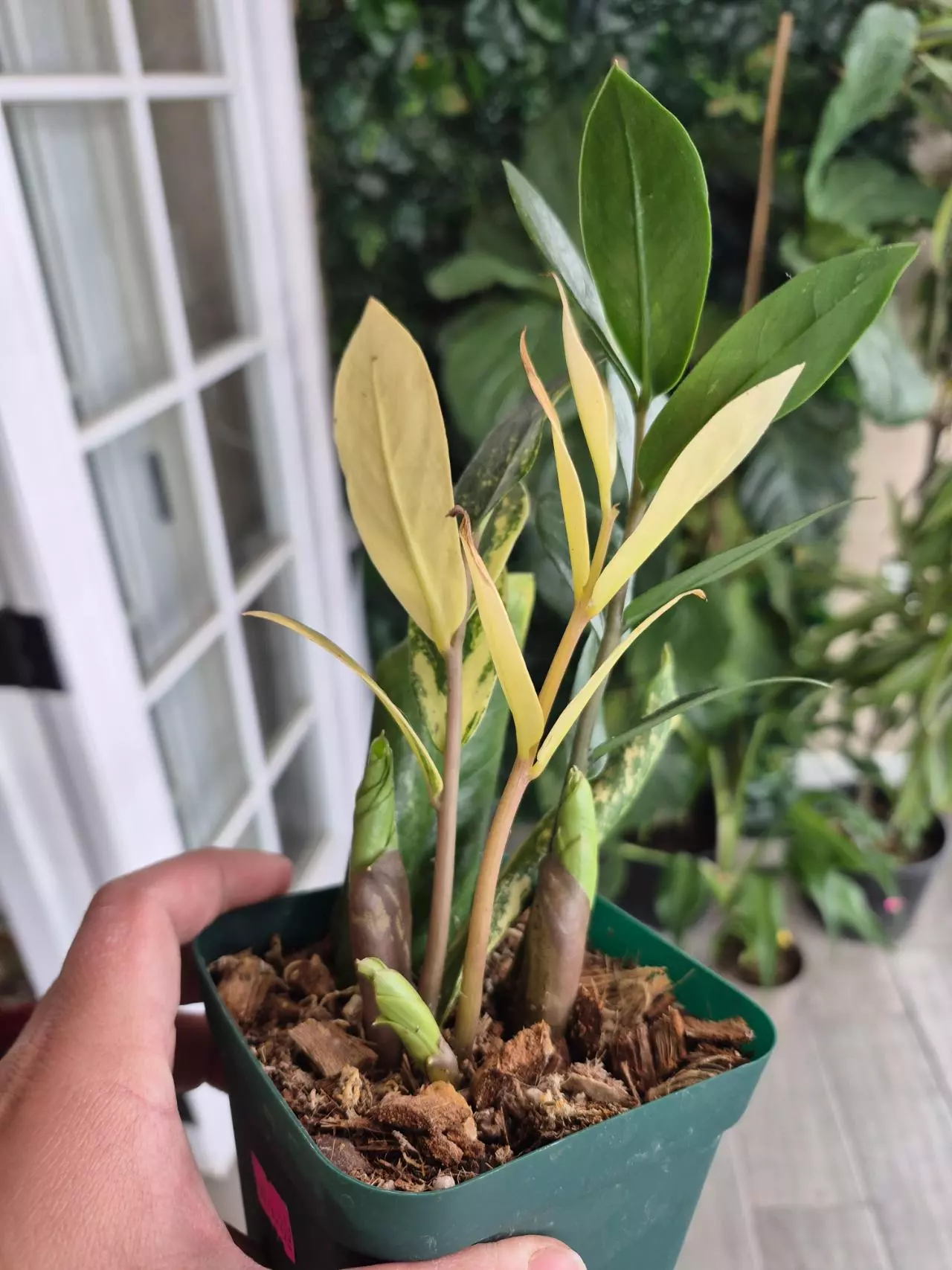 plant/Variegated zz-2