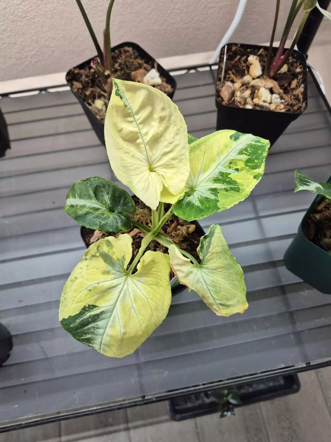 plant/Syngonium Scrambled Egg 🥚-0