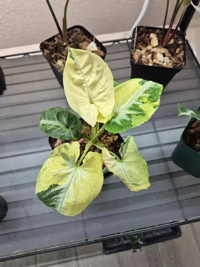 plant/Syngonium Scrambled Egg 🥚-0-thumbnail