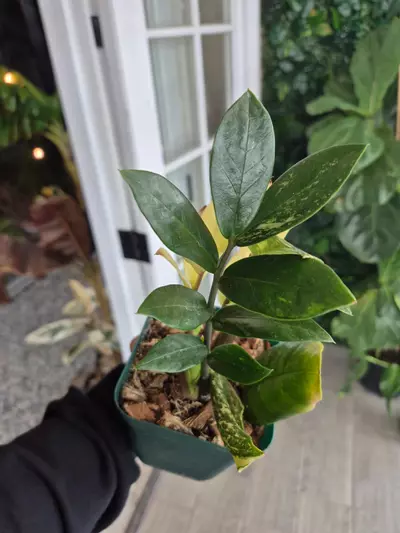 plant/Variegated zz-0-thumbnail