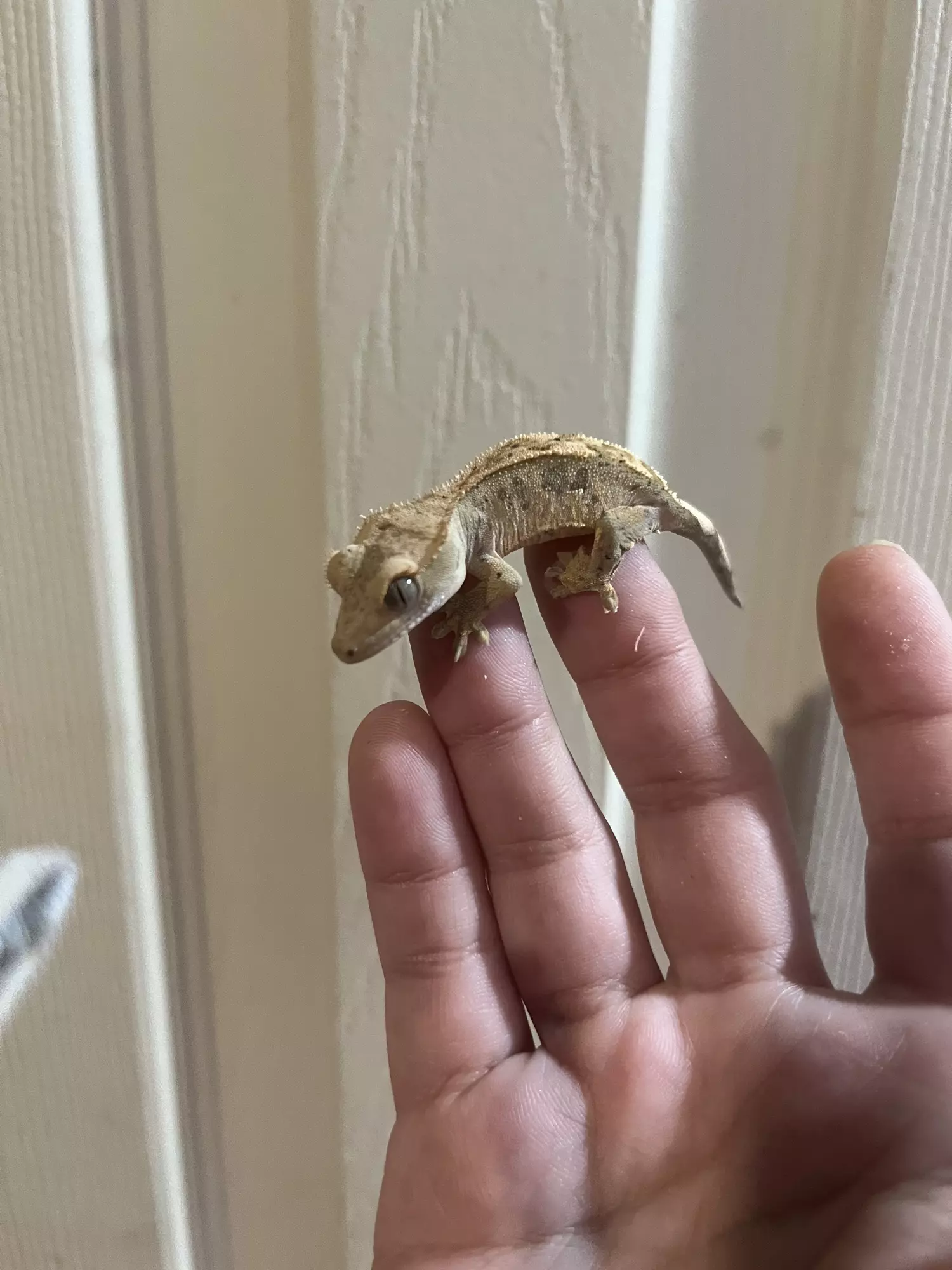 plant/Super dal ink blotch 66% het axanthic het eb  6g CRAZY COVERAGE-1