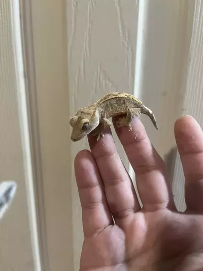 plant/Super dal ink blotch 66% het axanthic het eb  6g CRAZY COVERAGE-1-thumbnail