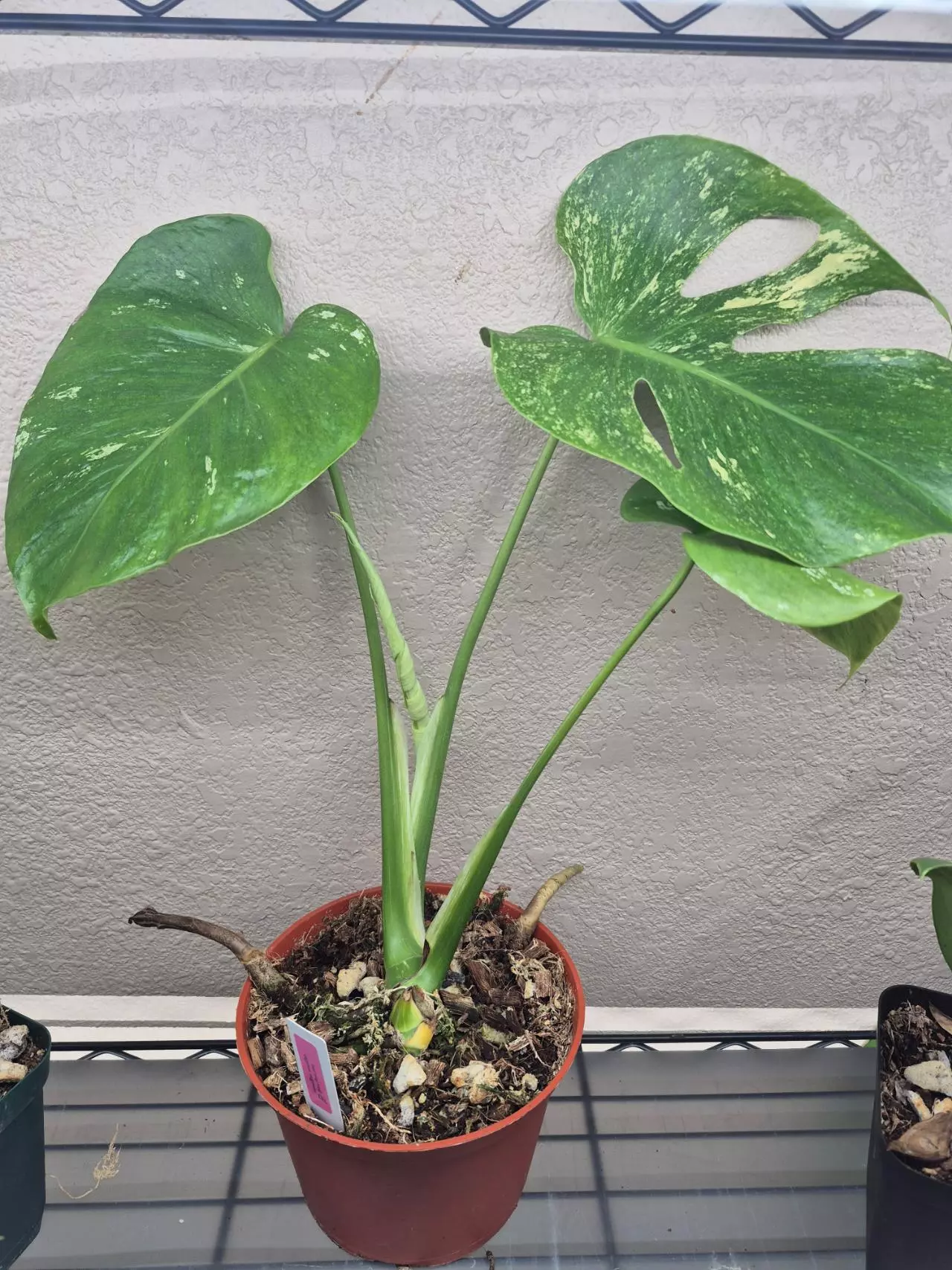 plant/Monstera White Monster-0