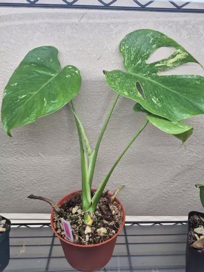 plant/Monstera White Monster-0-thumbnail