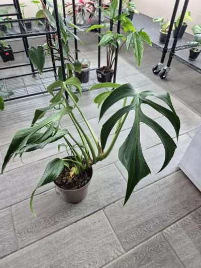 plant/BMF gc-3-thumbnail