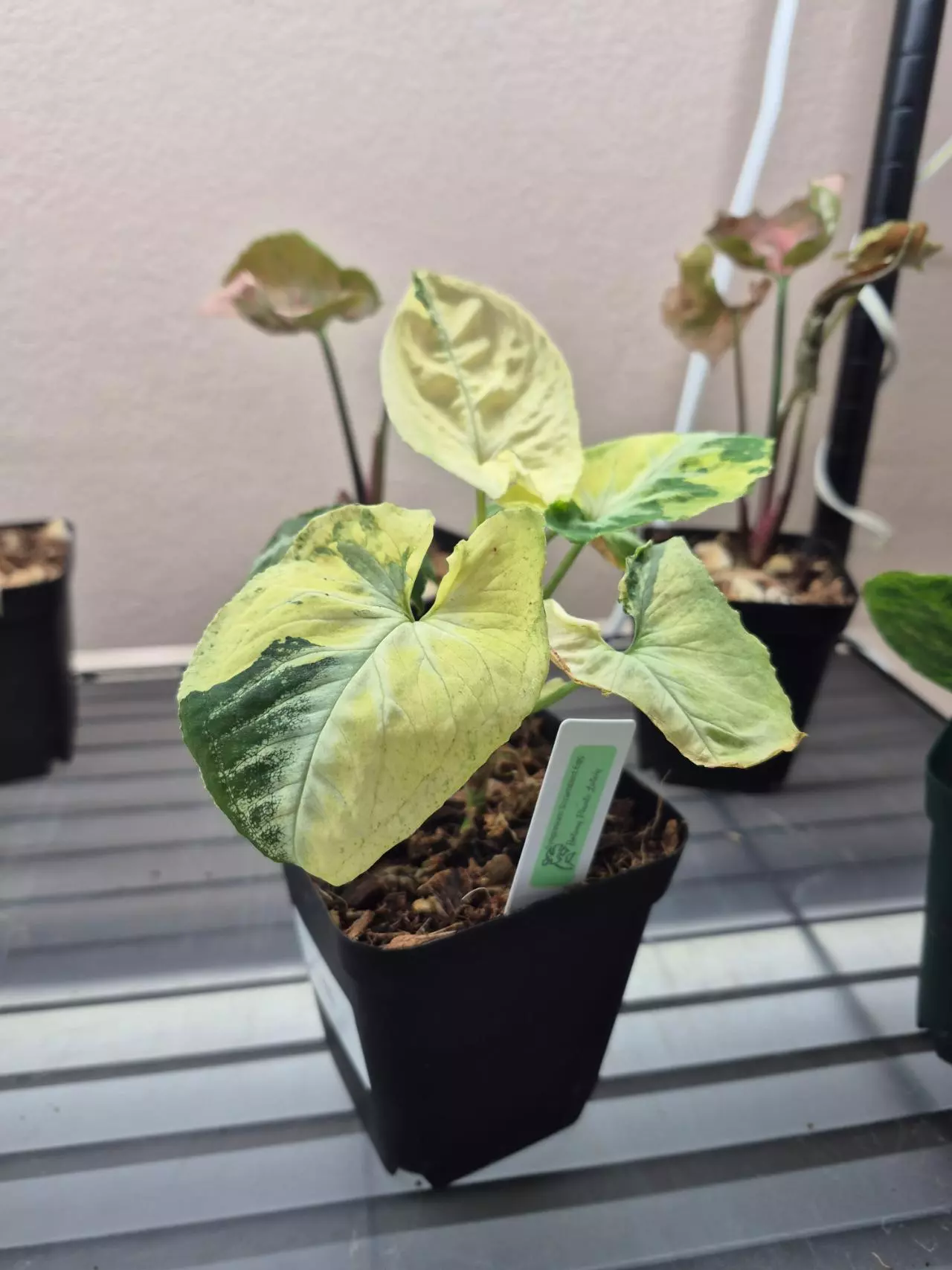 plant/Syngonium Scrambled Egg 🥚-1