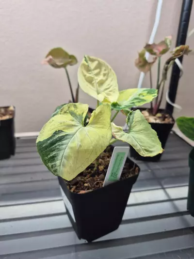 plant/Syngonium Scrambled Egg 🥚-1-thumbnail