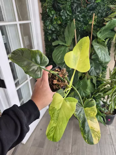 plant/Philo Variegated Bipennifolium-0-thumbnail