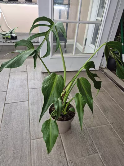 plant/BMF gc-2-thumbnail