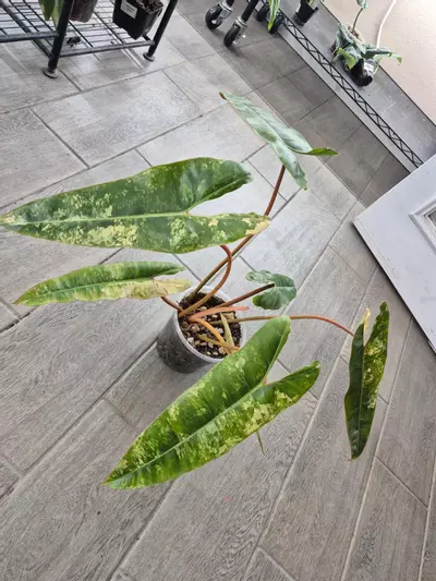 plant/Big Ass Billietiae Variegated-0-thumbnail