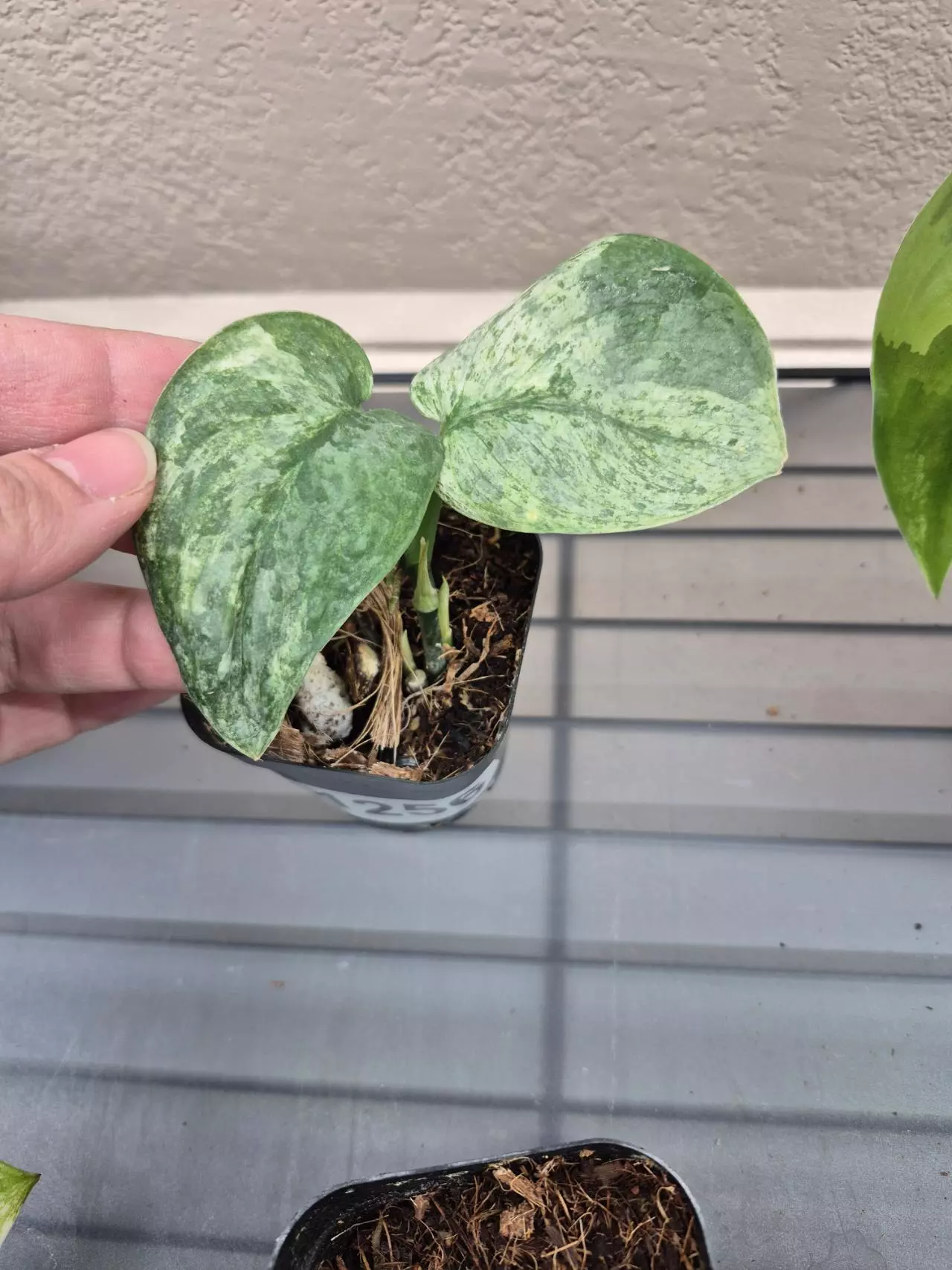 plant/Scindapsus Halimoon-0