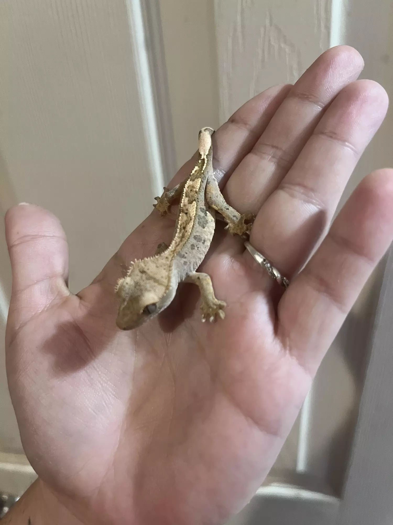 plant/Super dal ink blotch 66% het axanthic het eb  6g CRAZY COVERAGE-0