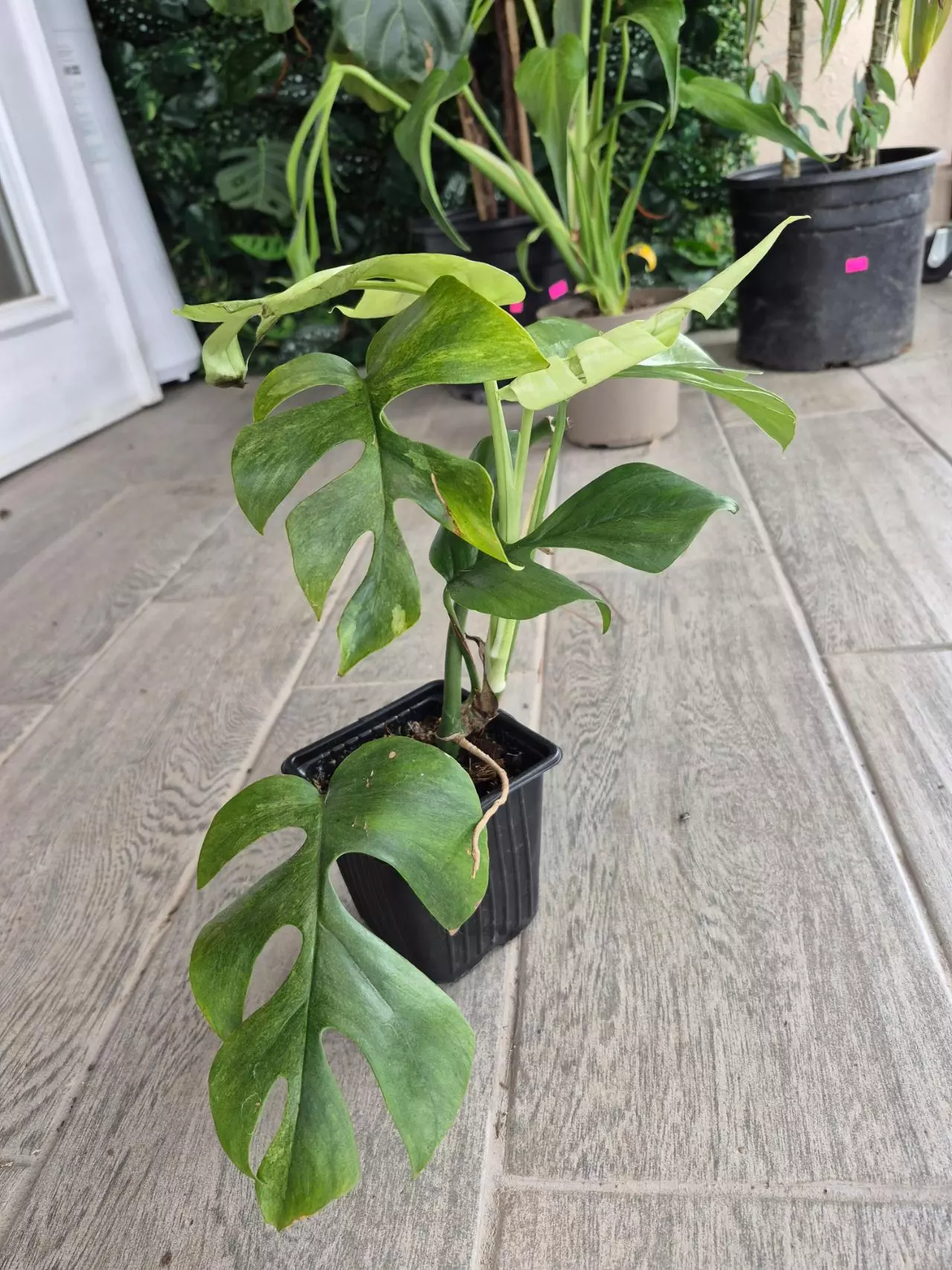 plant/Rhaphidophora tetrasperma mint-2