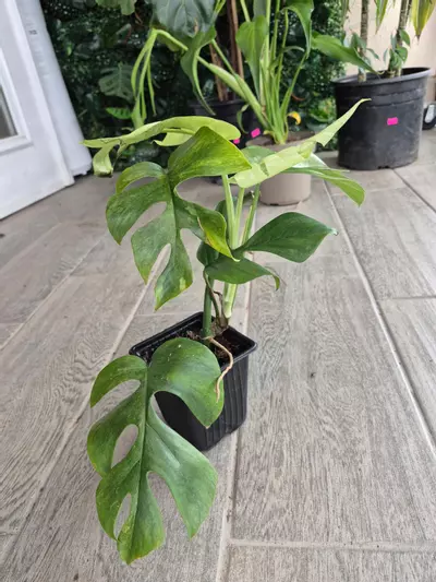 plant/Rhaphidophora tetrasperma mint-2-thumbnail