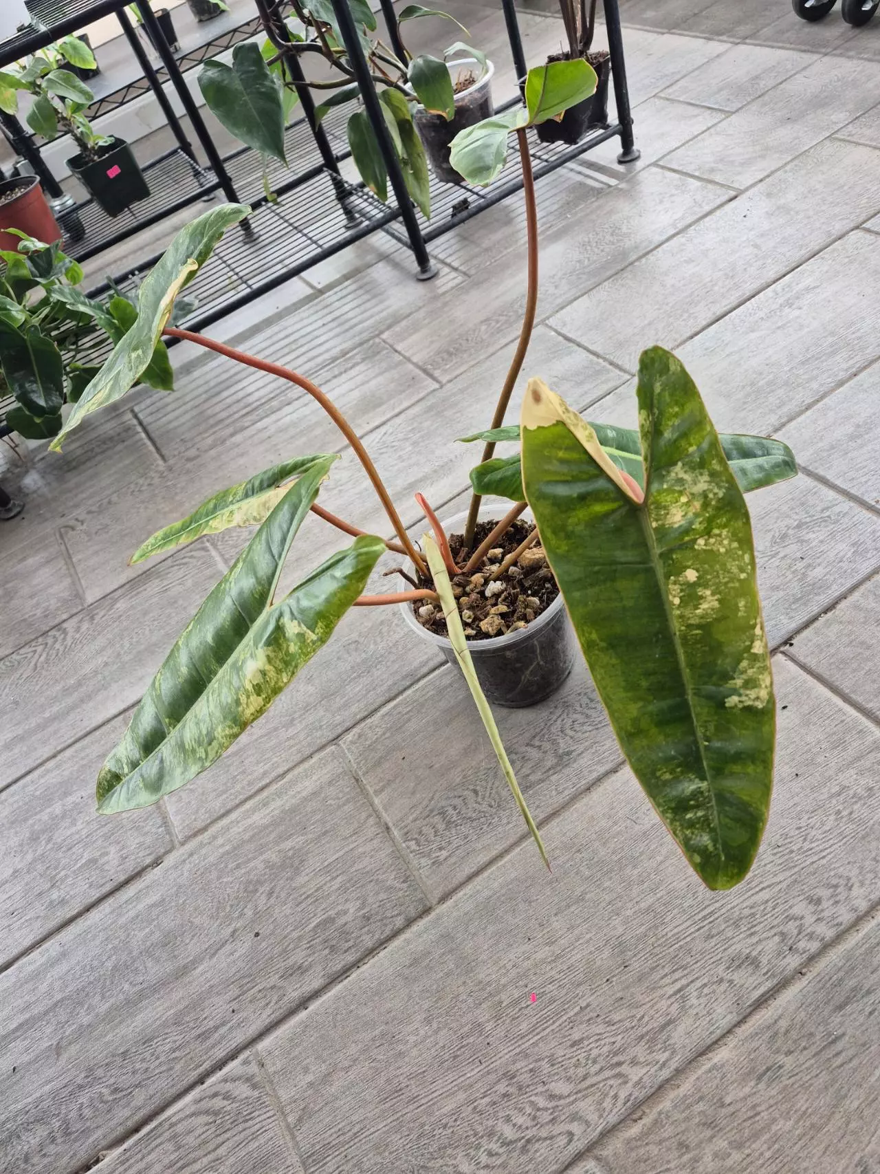 plant/Big Ass Billietiae Variegated-2