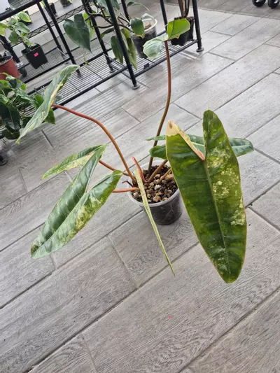 plant/Big Ass Billietiae Variegated-2-thumbnail