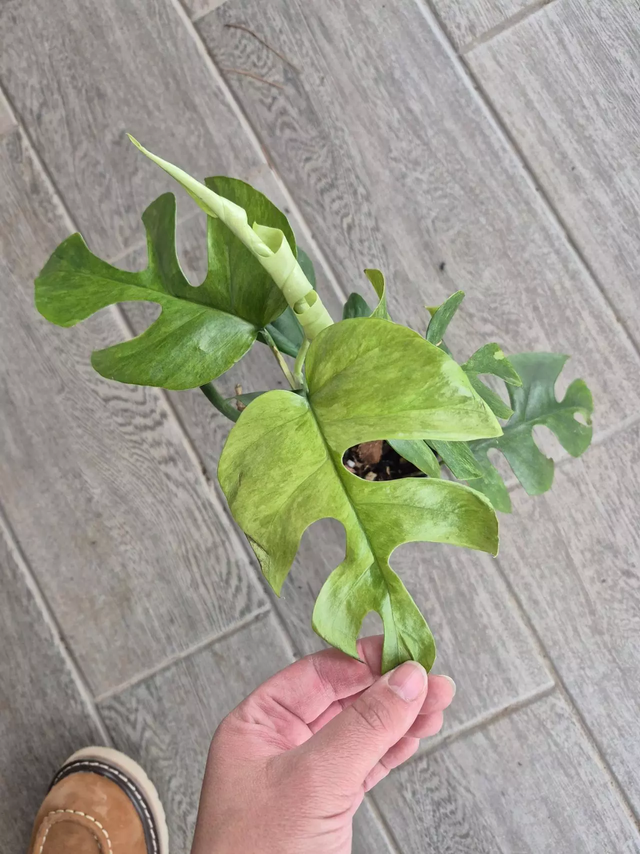 plant/Rhaphidophora tetrasperma mint-0