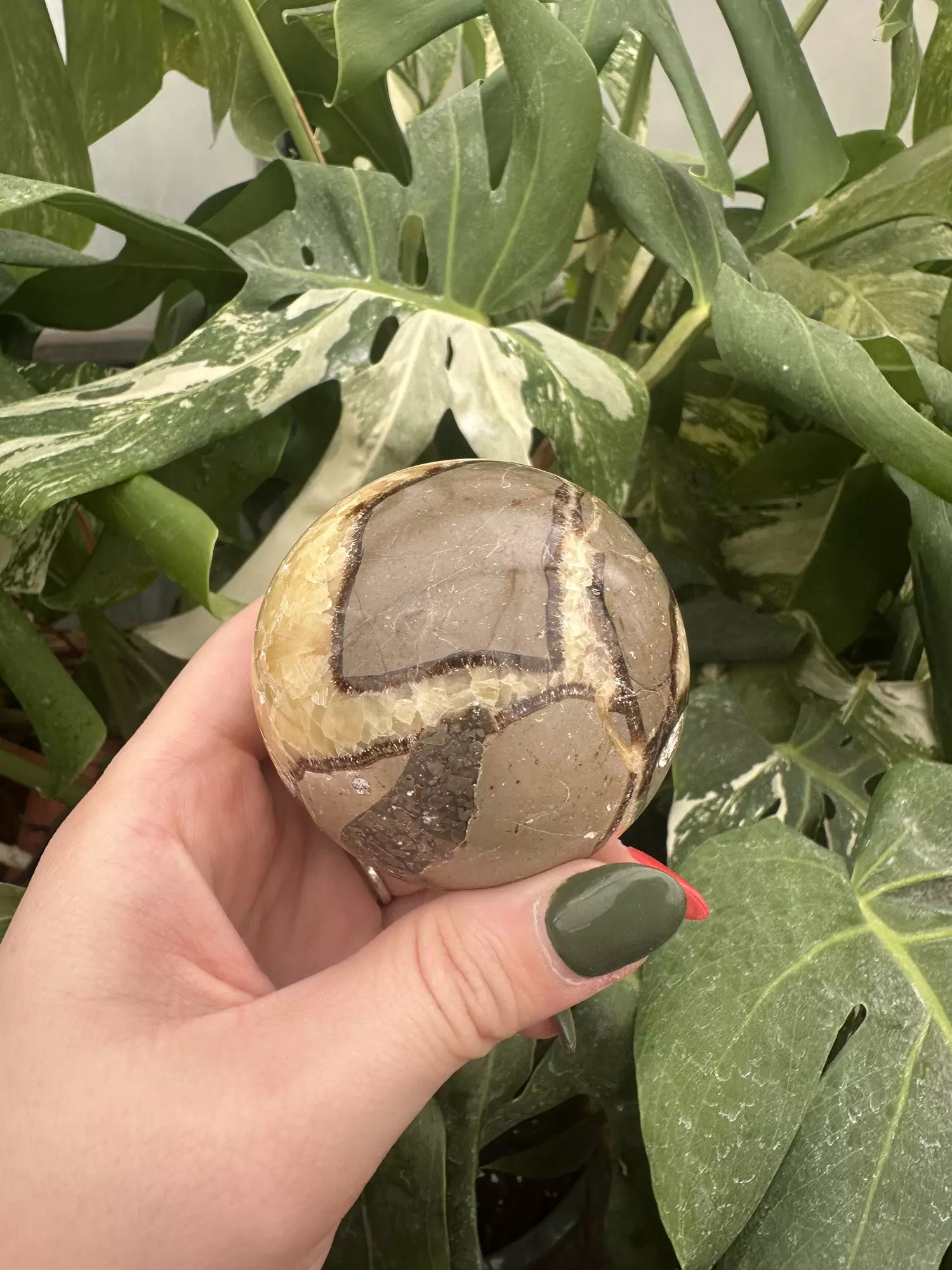 plant/PSS-0497 Septarian Sphere -0