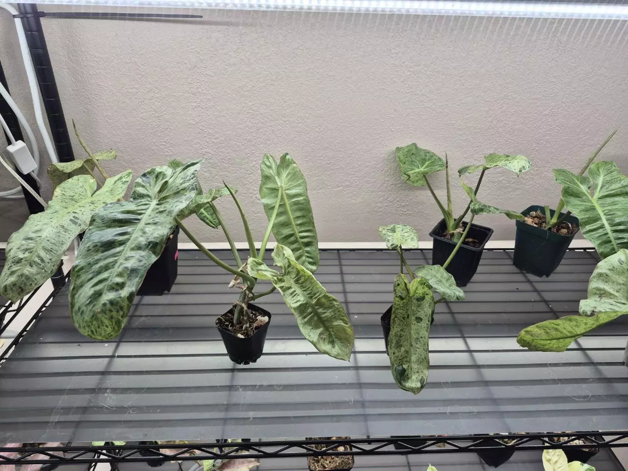 plant/Pariso Verde-0