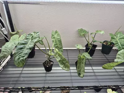 plant/Pariso Verde-0-thumbnail