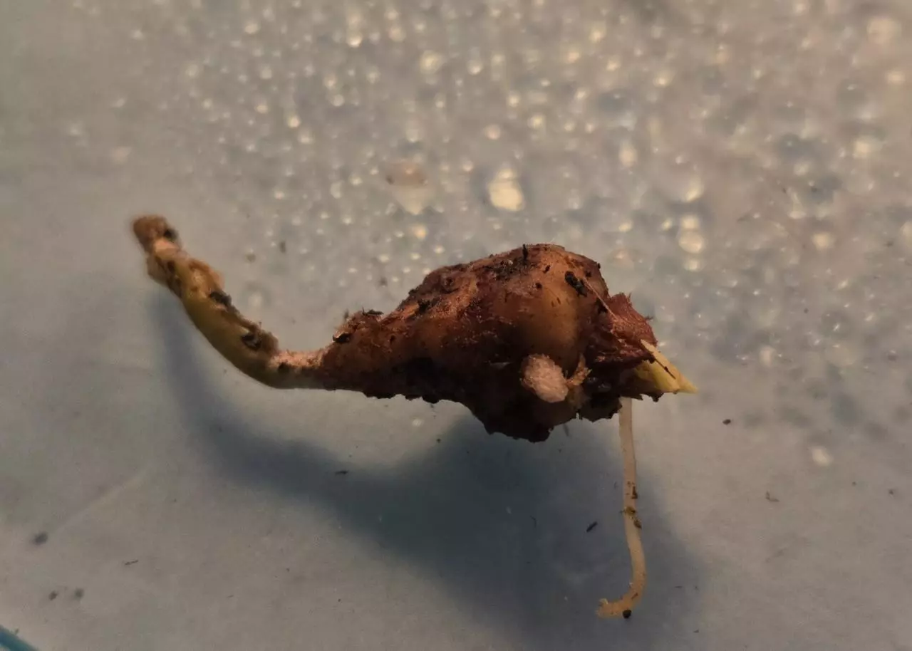 plant/Mystery Corm-3