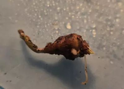 plant/Mystery Corm-3-thumbnail