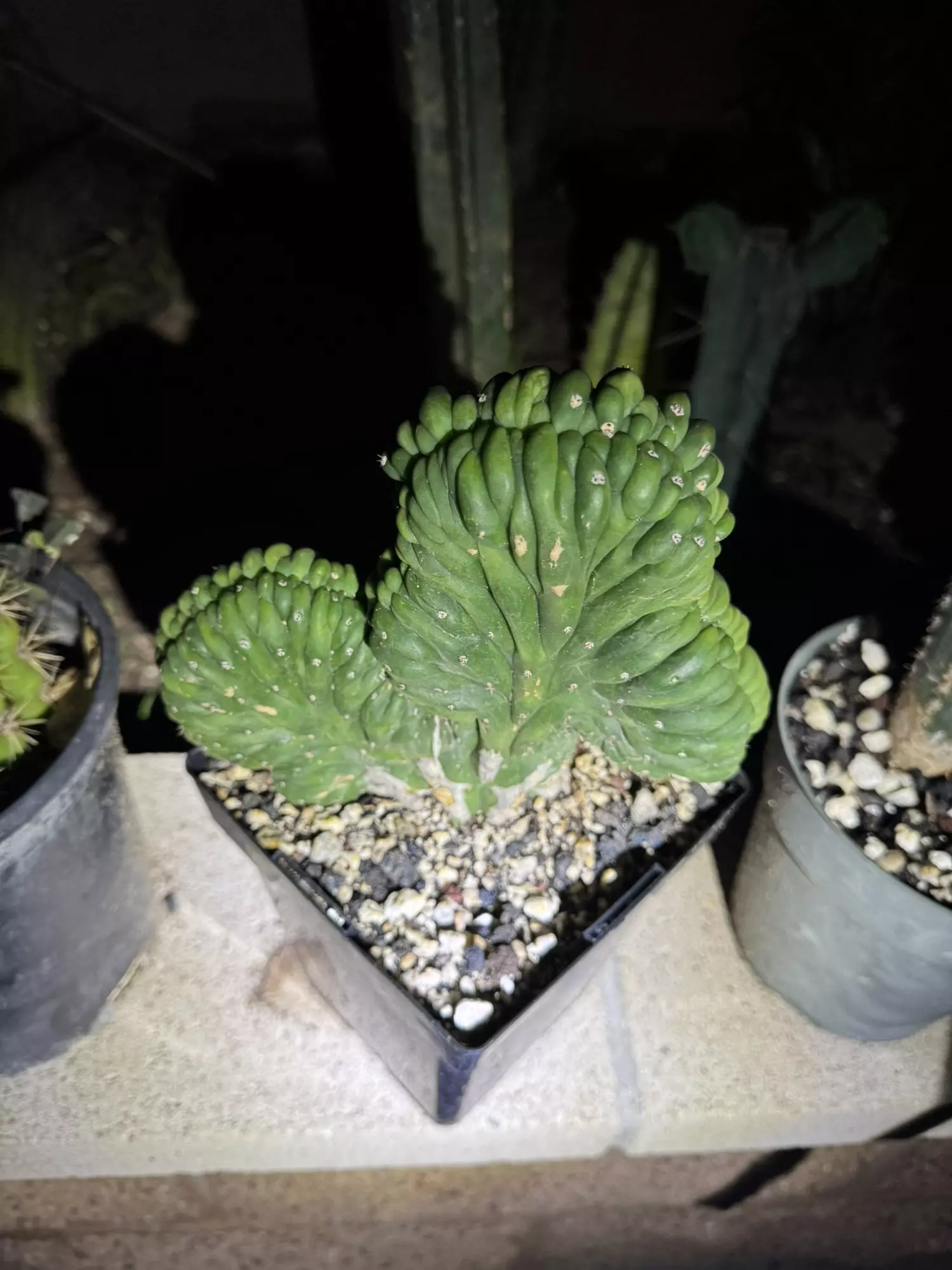 plant/TPMC rooted -0