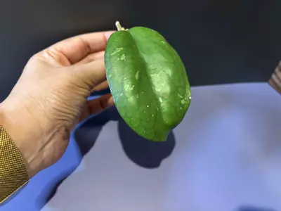 plant/Priktai (Russia) cutting-0-thumbnail