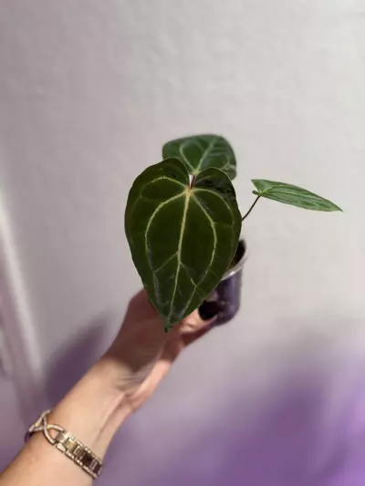 plant/Barry noid x (Carla x Bess)-0-thumbnail