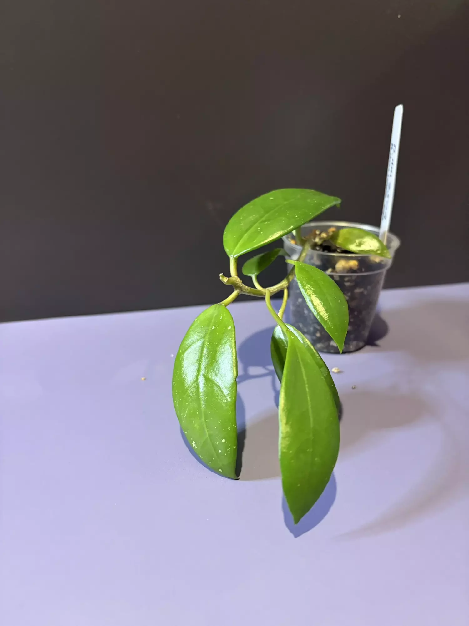 plant/RHM2504 (RHM1000xunk)-0