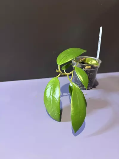 plant/RHM2504 (RHM1000xunk)-0-thumbnail