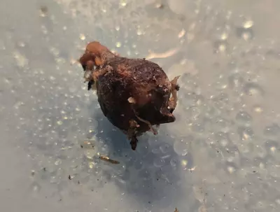 plant/Mystery Corm-2-thumbnail