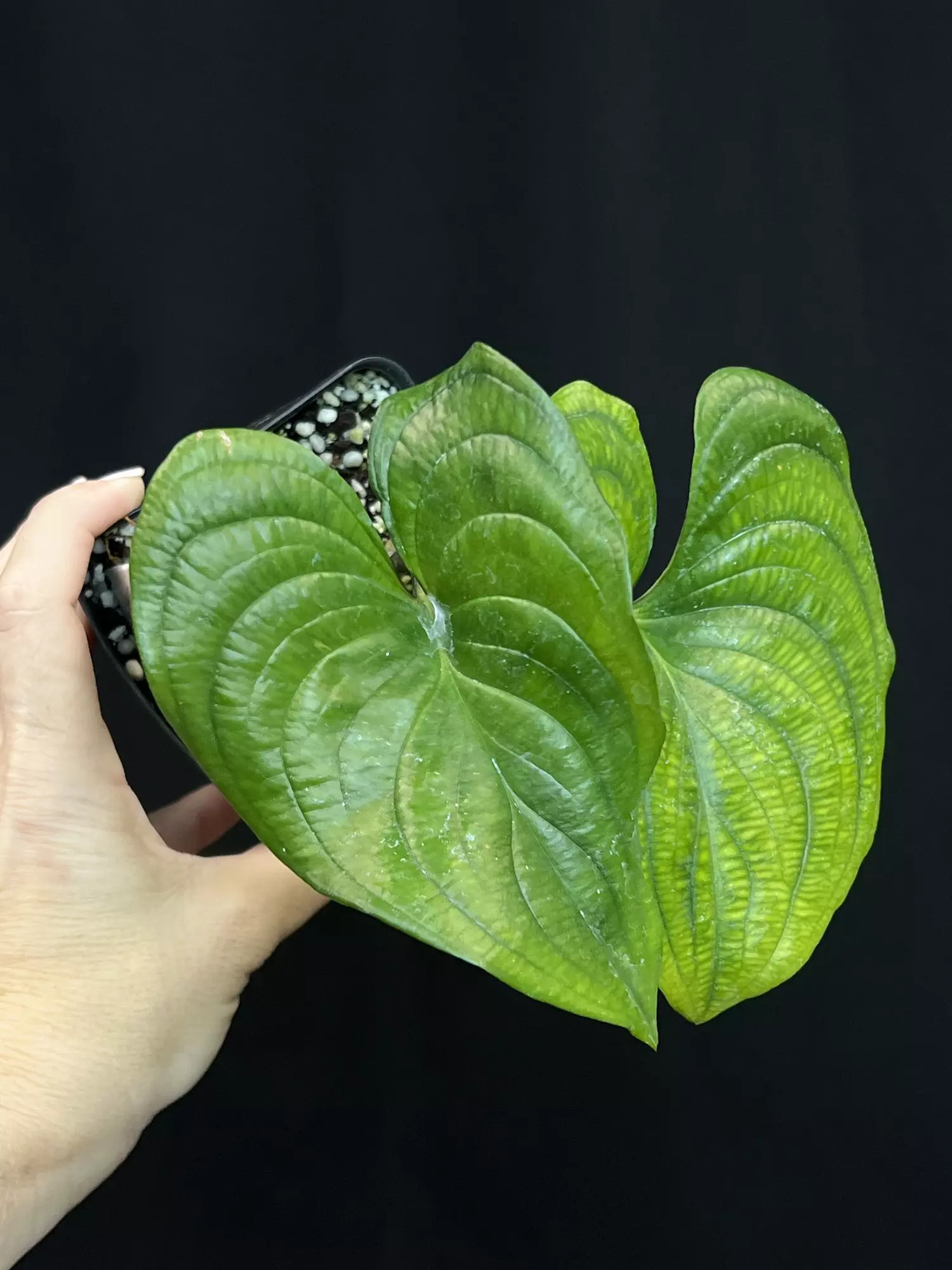 plant/Cyanastrum cordifolium about to flower!!-0