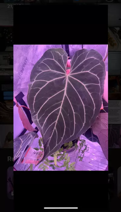 plant/Barry noid x (Carla x Bess)-2-thumbnail