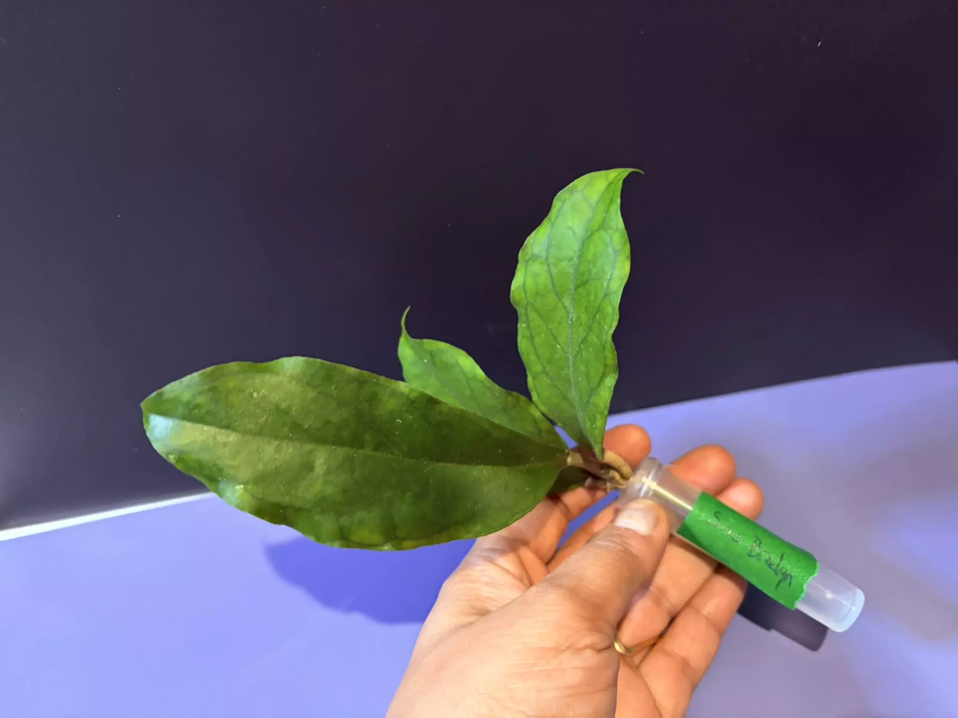 plant/SMS Breelyn cutting-0