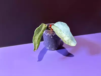 plant/Nova Ghost -0-thumbnail