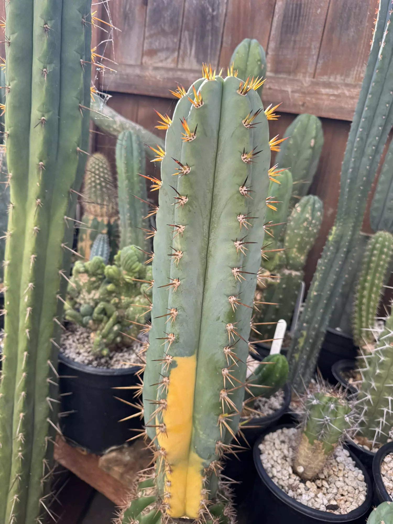 plant/Vendolo vari 12” x 4.5” cutting -0