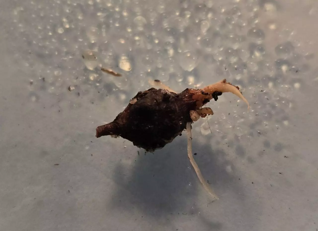 plant/Mystery Corm-1