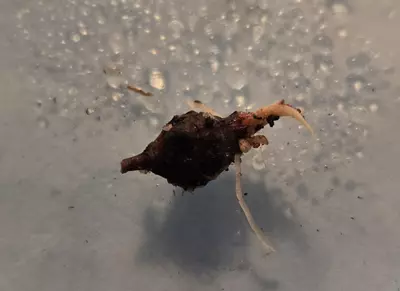 plant/Mystery Corm-1-thumbnail