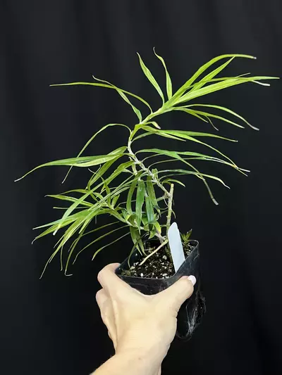 plant/Freycinetia cumingiana-0-thumbnail