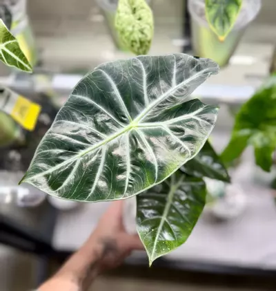 plant/Alocasia Nairobi Nights corm (mama NFS)-0-thumbnail