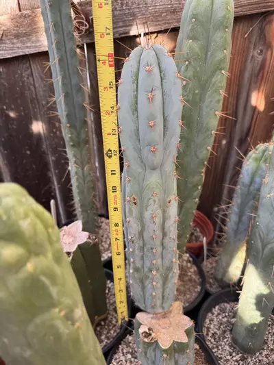 plant/Dawson’s No.1 16”-0-thumbnail