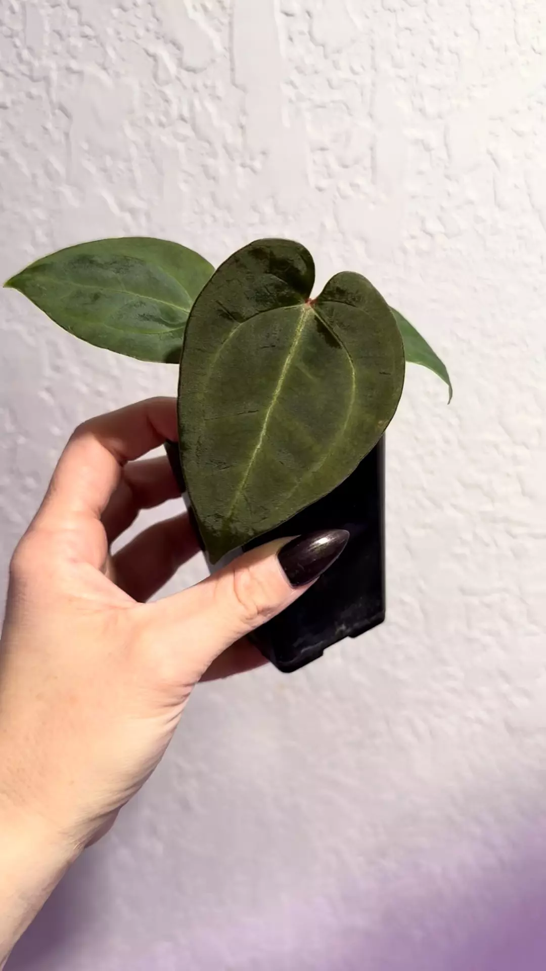 plant/Exact plant RC x aos-1