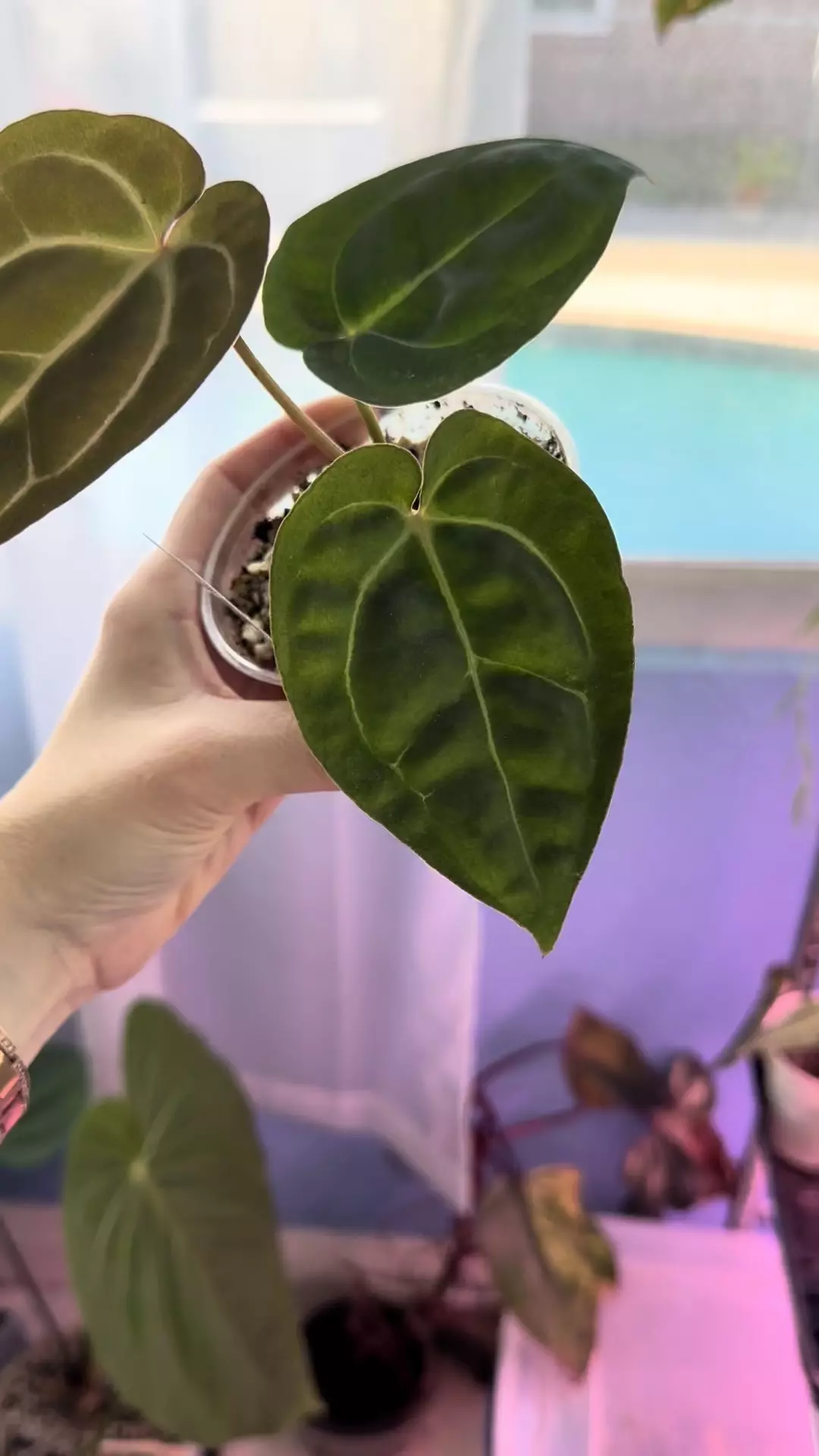 plant/(Carla x bvep)x RC (purple emergent)-1