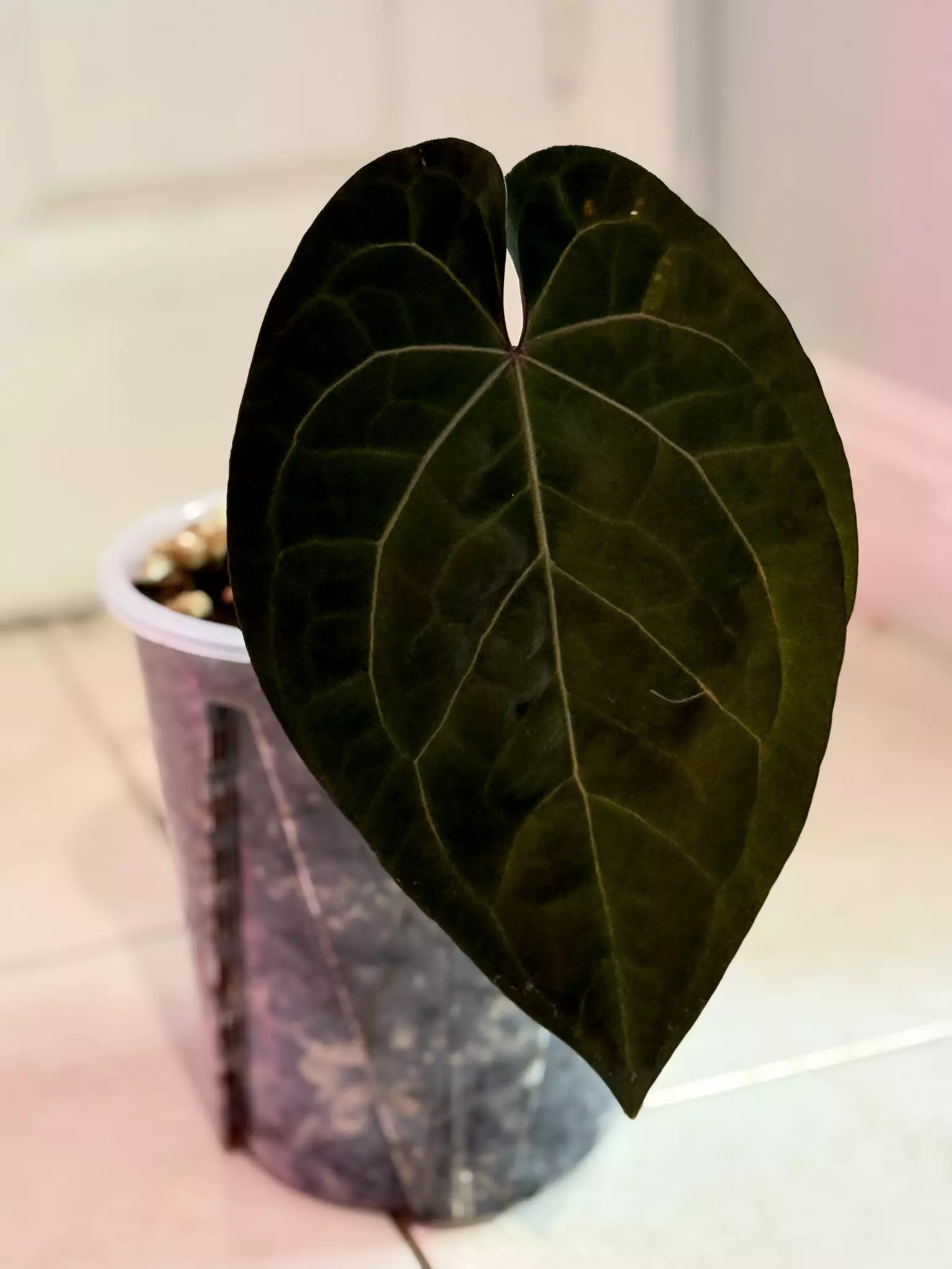 plant/Exact plant RC x aos-3